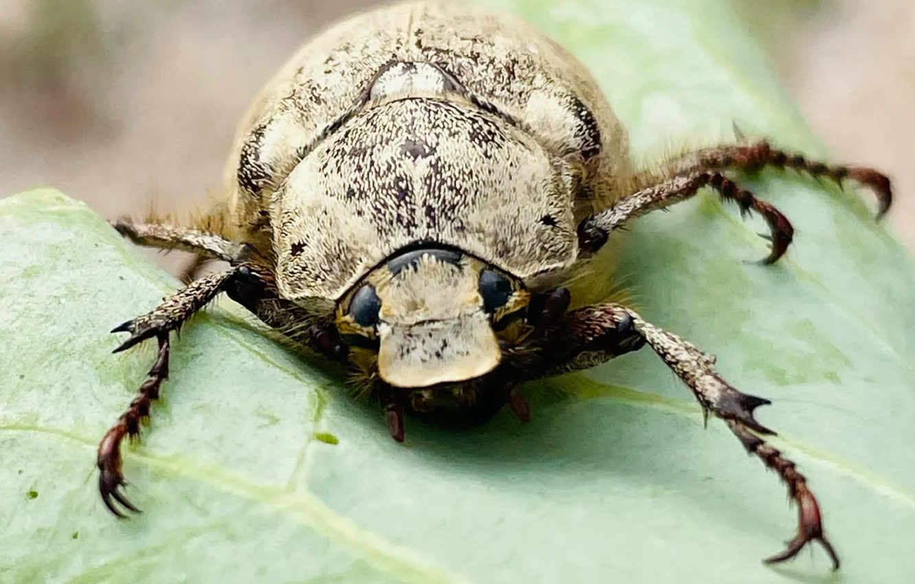 Photo wallpaper summer, beetle, insect