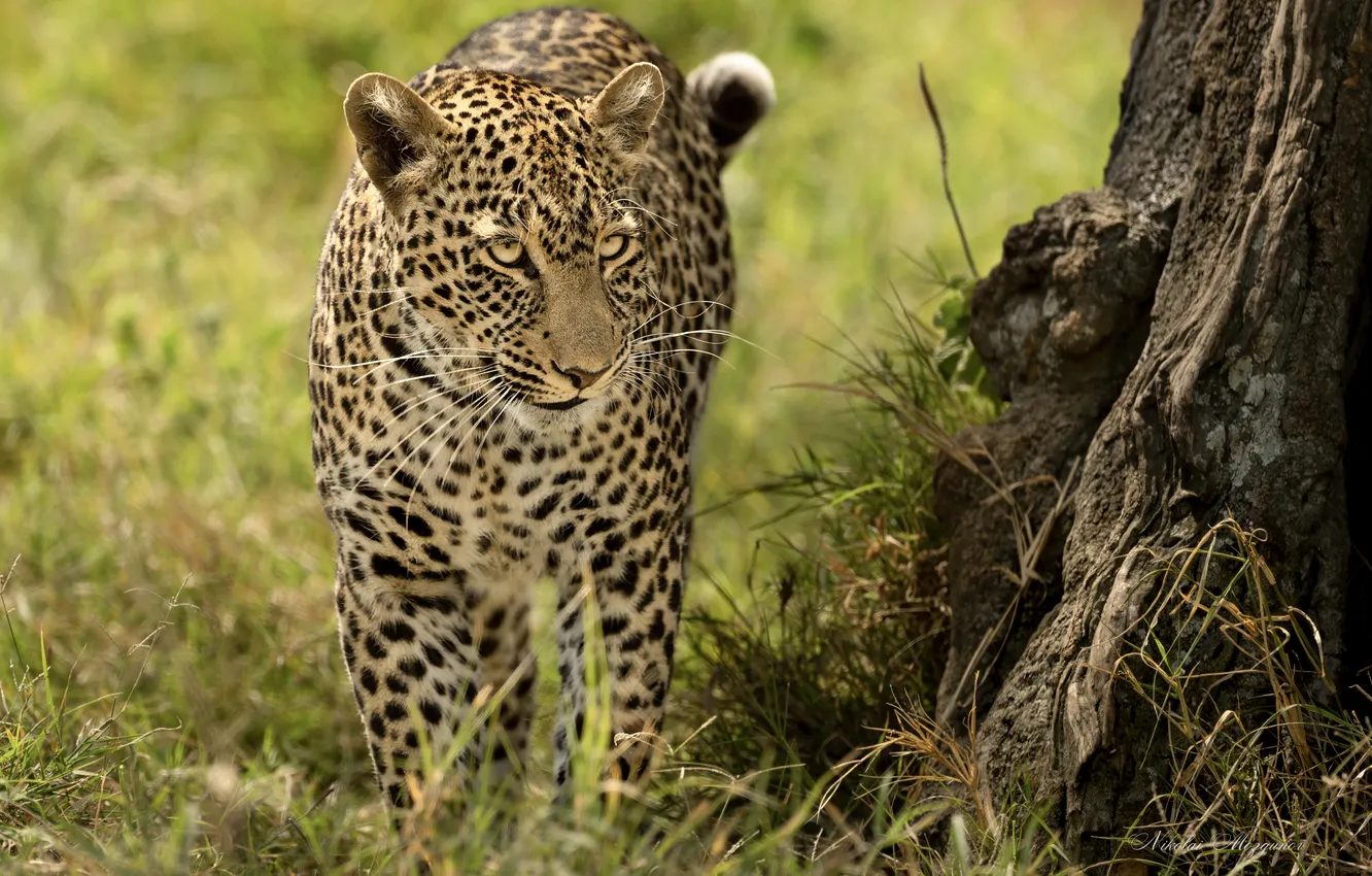 Photo wallpaper grass, predator, leopard, wild cat, Nikolai Mozgunov