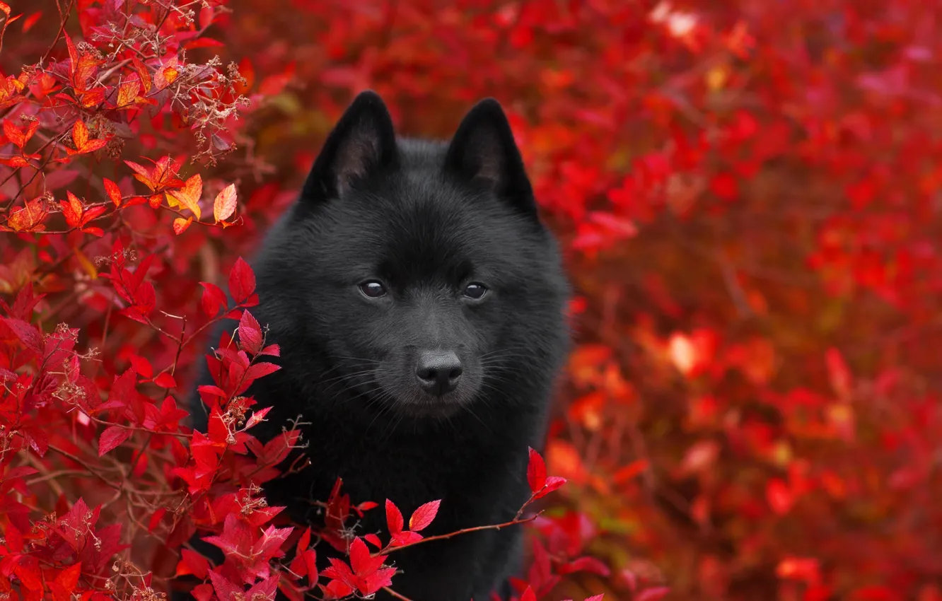 Photo wallpaper autumn, branches, nature, animal, foliage, Bush, dog, dog
