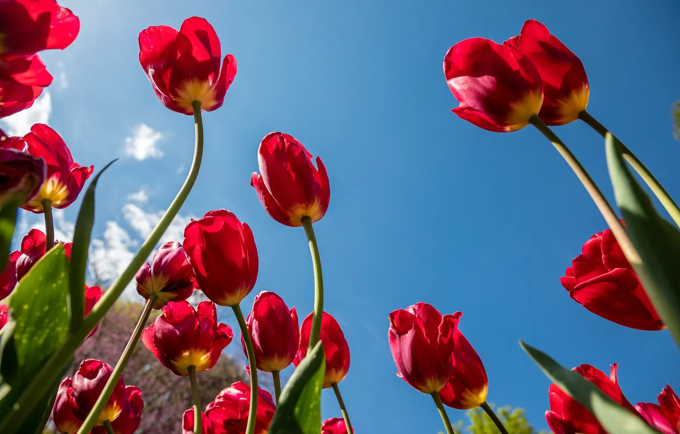 Photo wallpaper the sky, nature, spring, tulips