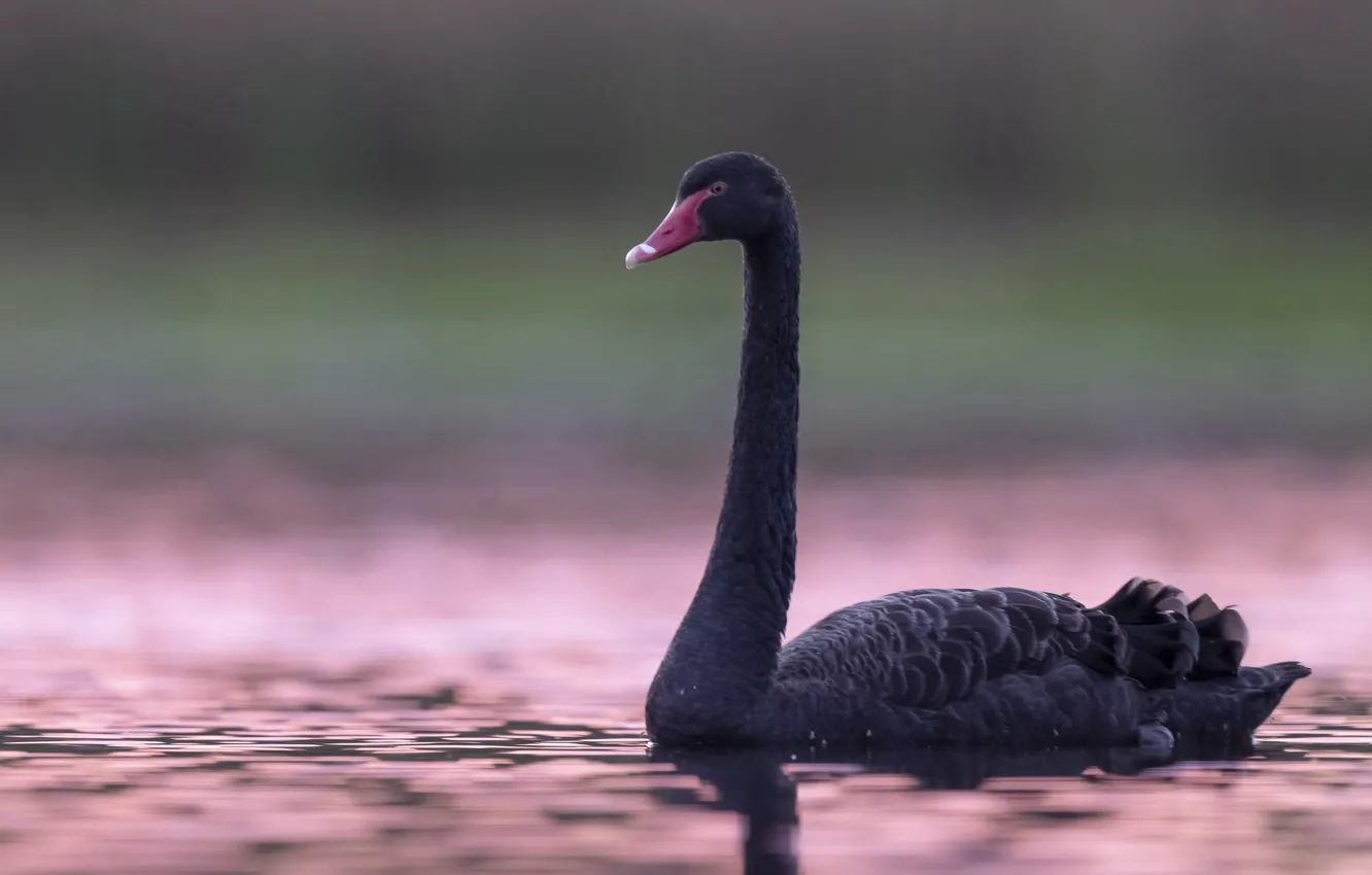 Photo wallpaper nature, bird, black Swan