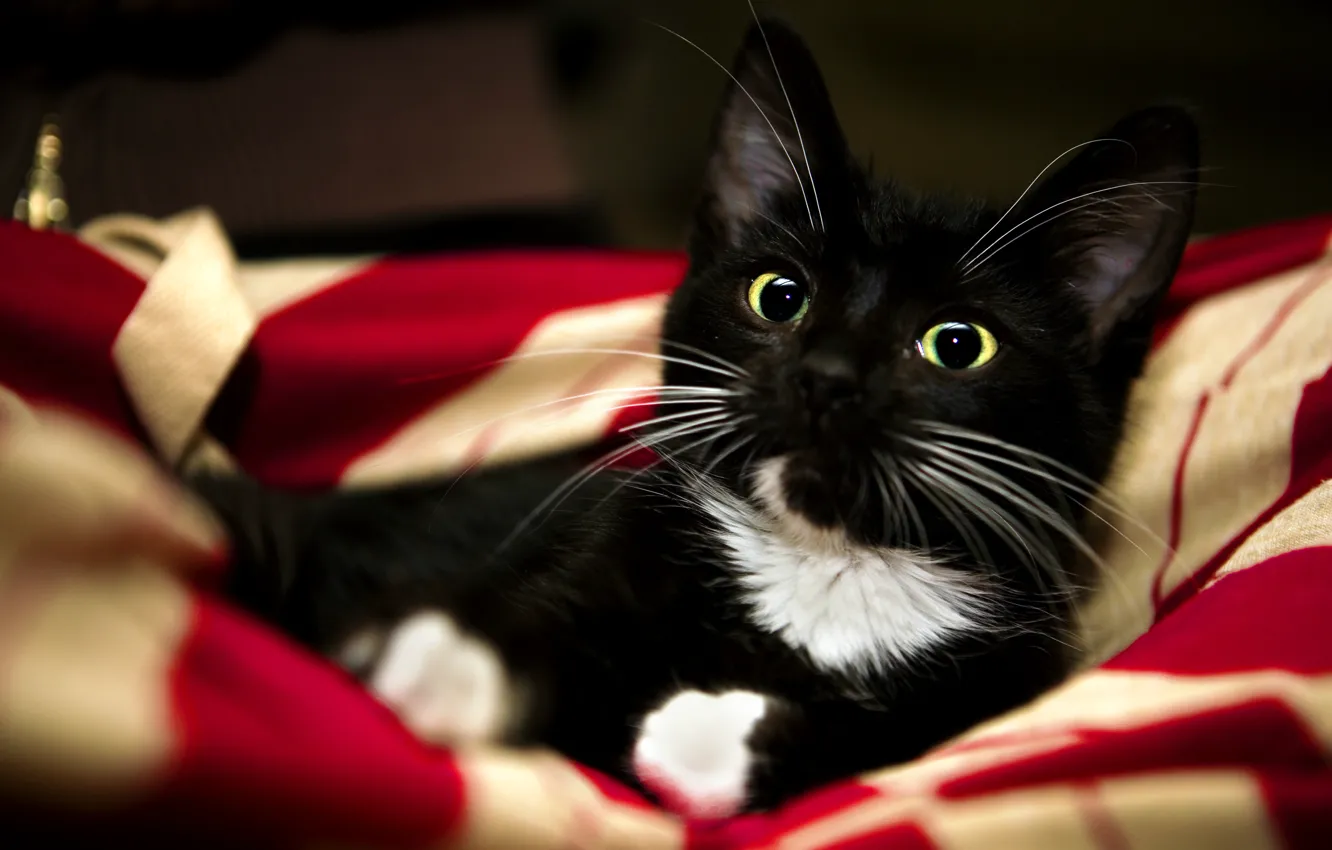Photo wallpaper cat, white, red, kitty, animal, black, paws, sweet