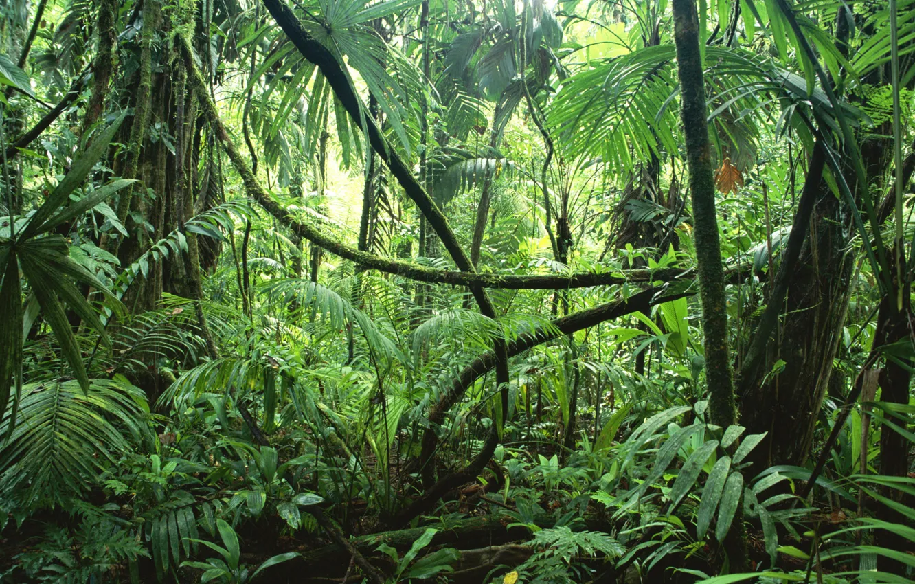 Photo wallpaper trees, nature, moisture, plants, jungle, vines, Selva, rainforest