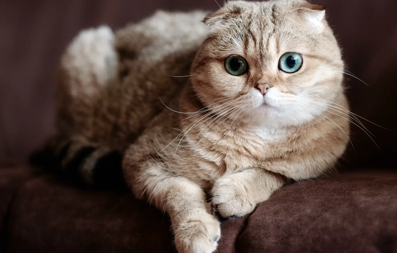 Photo wallpaper cat, green eyes, shotlandskaya fold