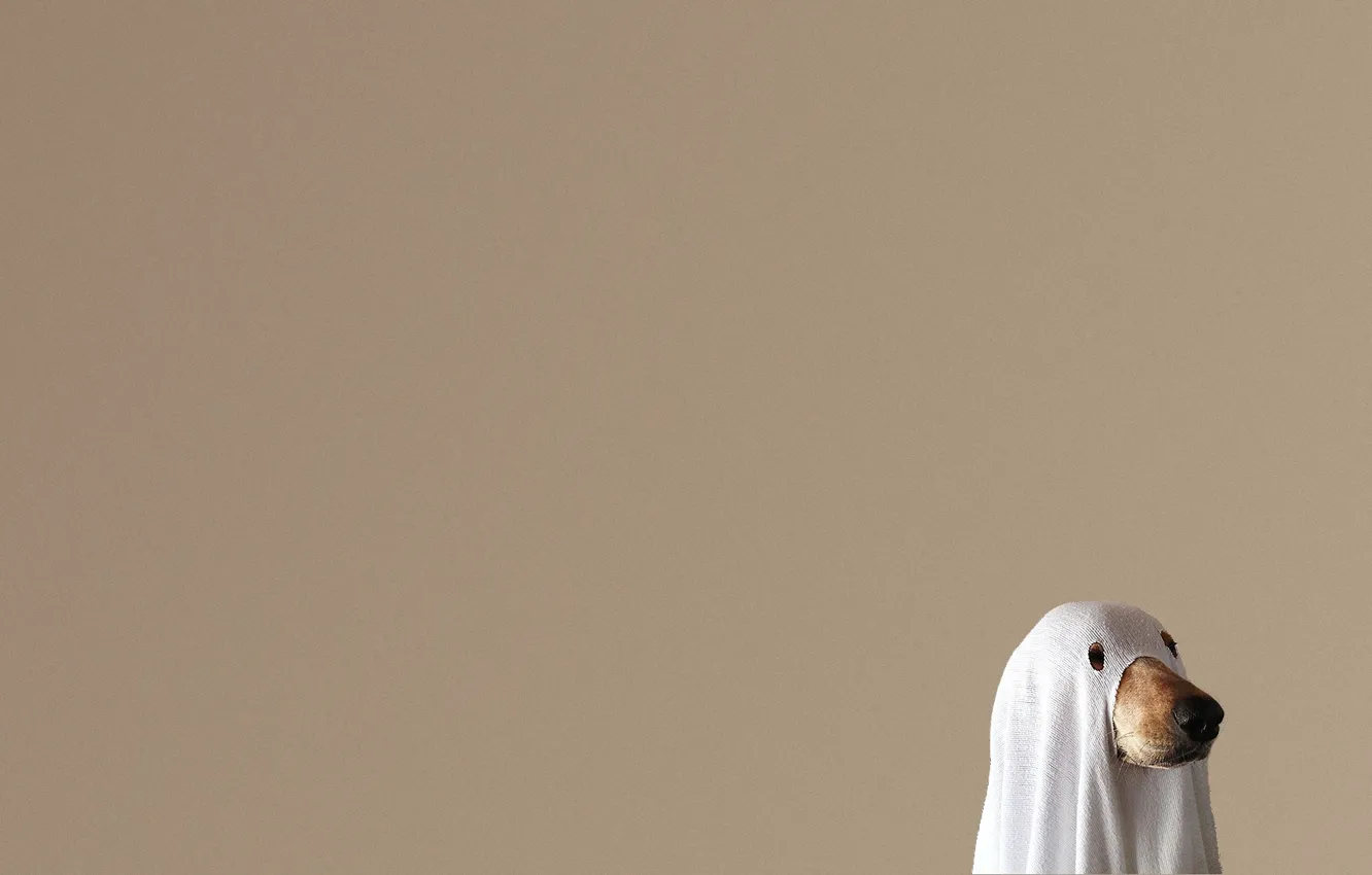 Photo wallpaper background, dog, mask