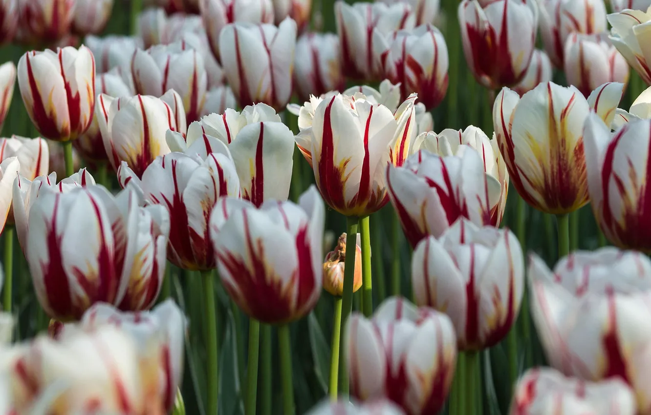 Photo wallpaper Park, Canada, tulips, Ottawa, 'Maple Leaf'