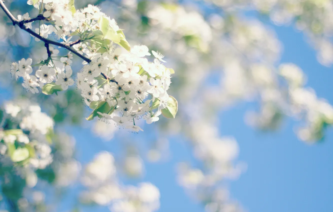 Photo wallpaper the sky, trees, flowers, spring, flowering