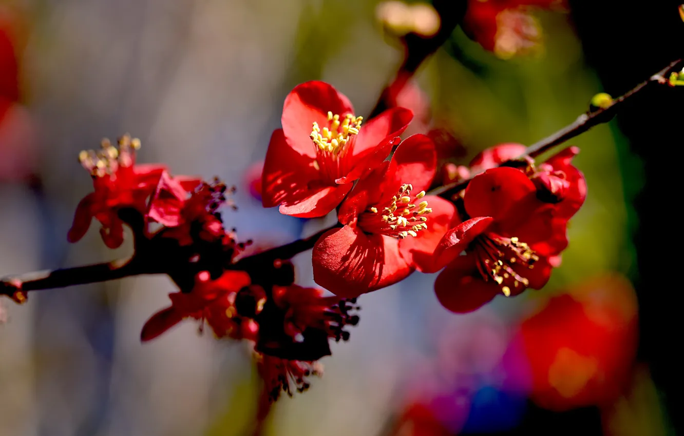 Photo wallpaper spring, flowering, flowers, japonica