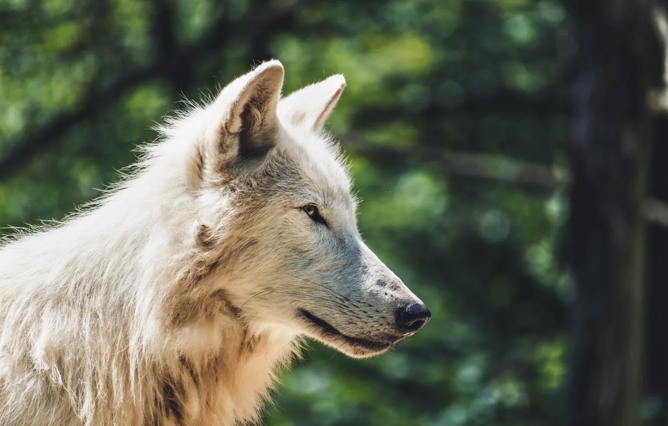 Photo wallpaper Predator, nature, animal, wolf, wildlife, Arctic wolf, portrait., Canis lupus. face • wolf • portrait …