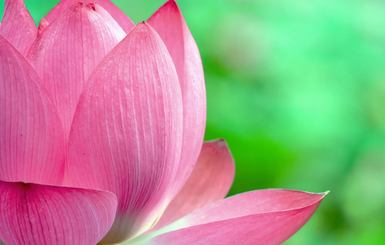 Photo wallpaper flower, petals, Lotus