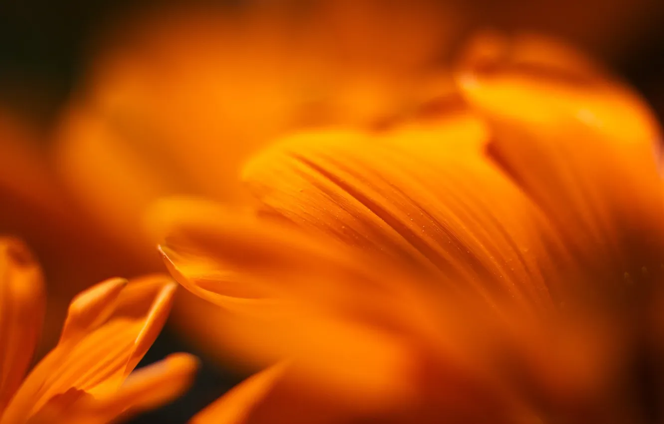 Photo wallpaper macro, flowers, orange, macro, mandarine