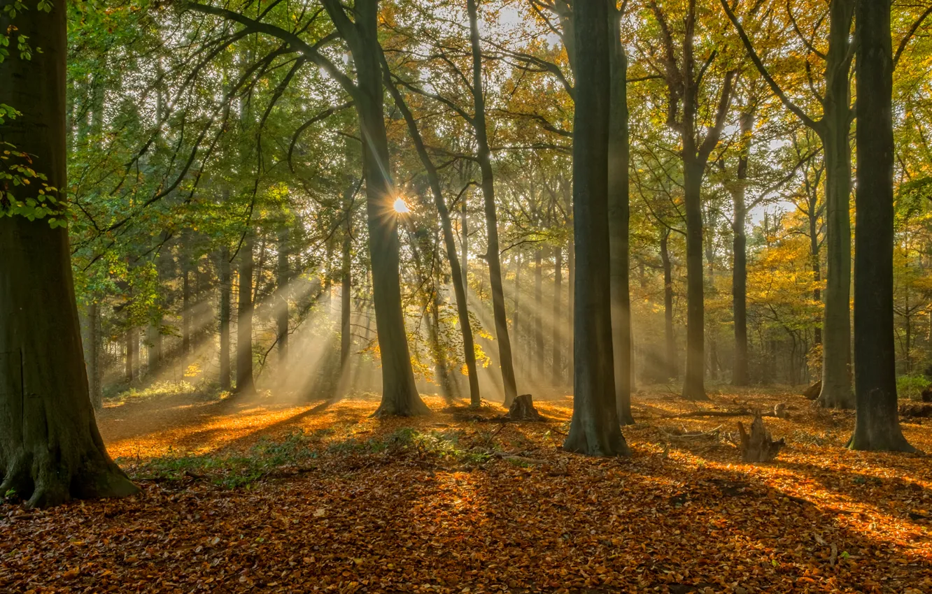 Photo wallpaper autumn, forest, leaves, rays, trees, Belgium, Belgium, Bruges
