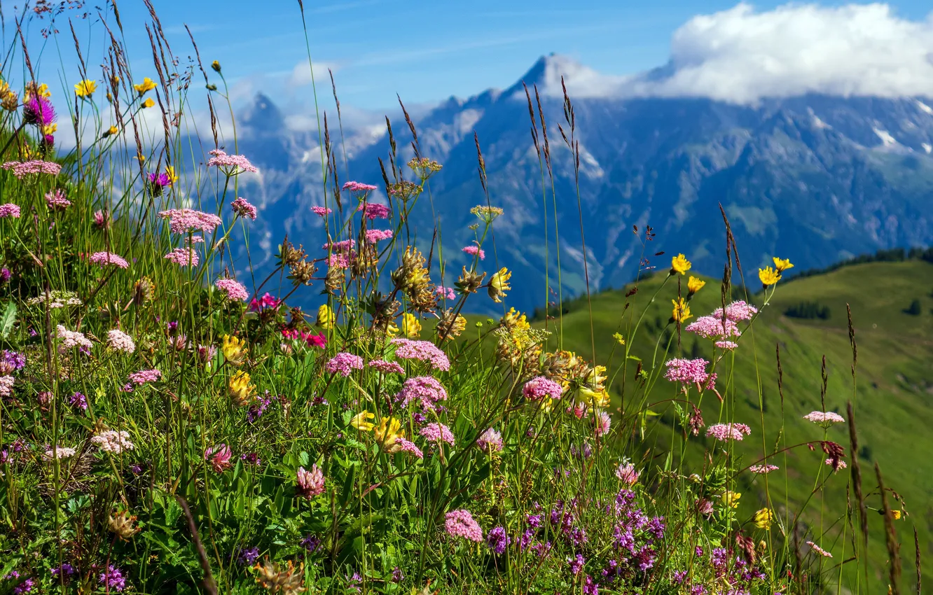 Photo wallpaper flowers, mountains, blooming, nature, field, tops, different, meadow