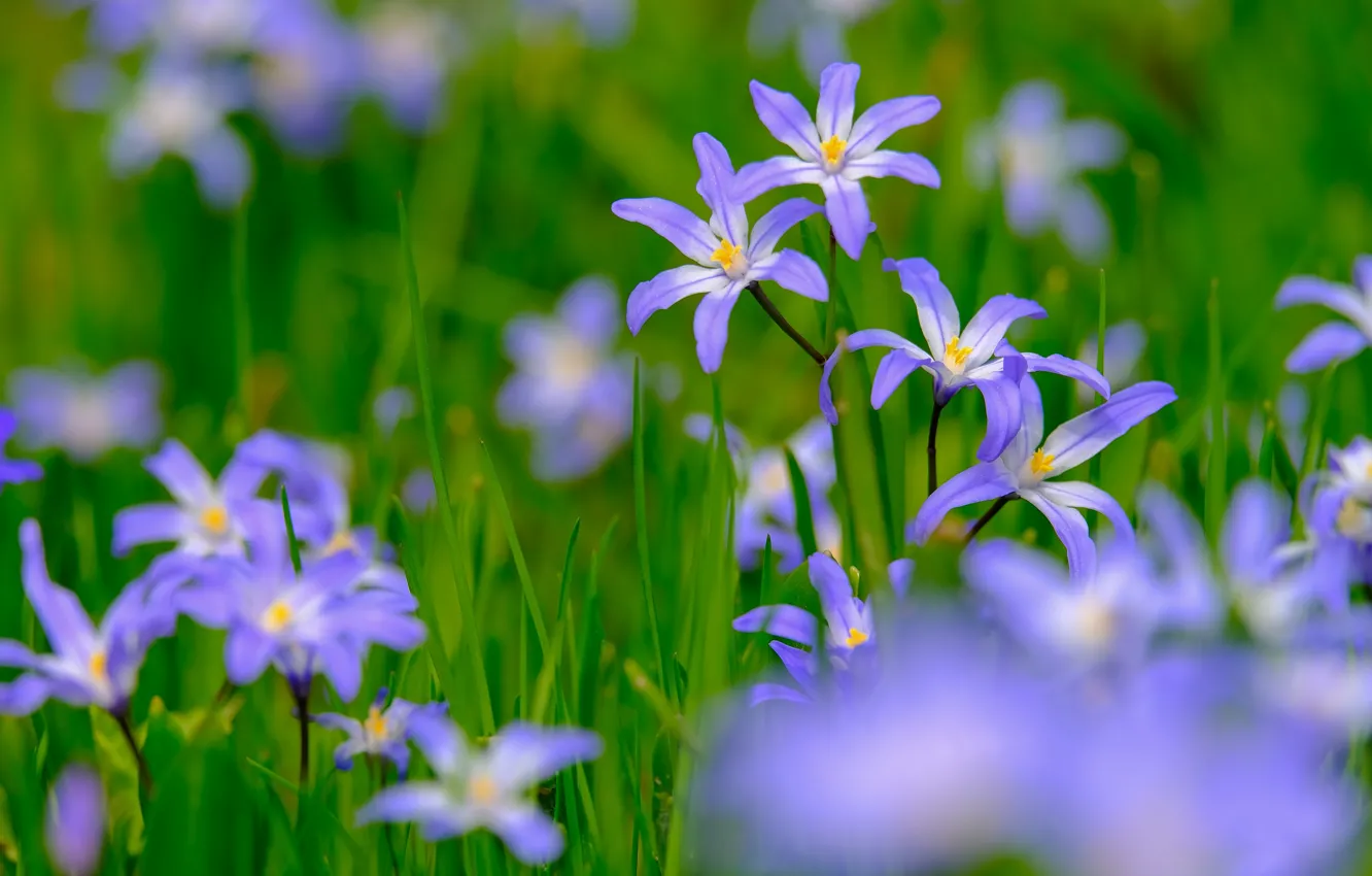 Photo wallpaper flowers, spring, blue, primroses, bokeh, hionodoksa