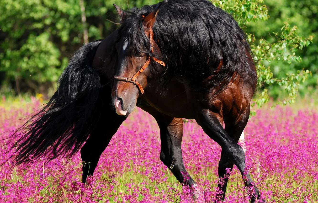 Photo wallpaper flowers, nature, horse, dance