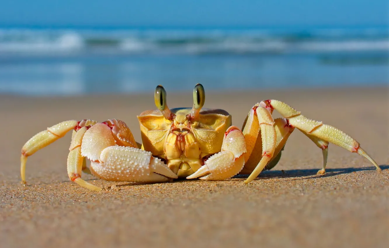 Photo wallpaper sand, sea, beach, crab