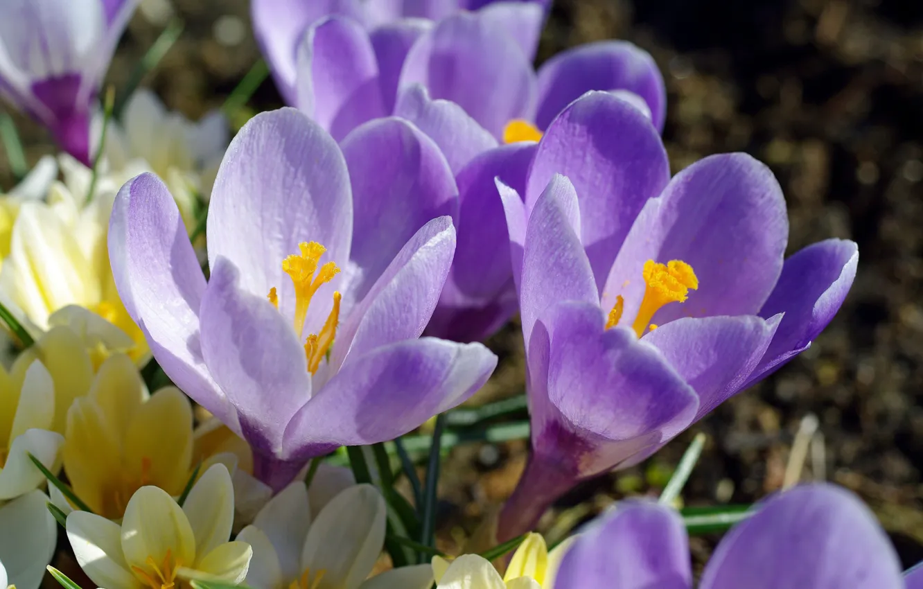 Photo wallpaper macro, joy, flowers, nature, plant, beauty, crocuses, primrose