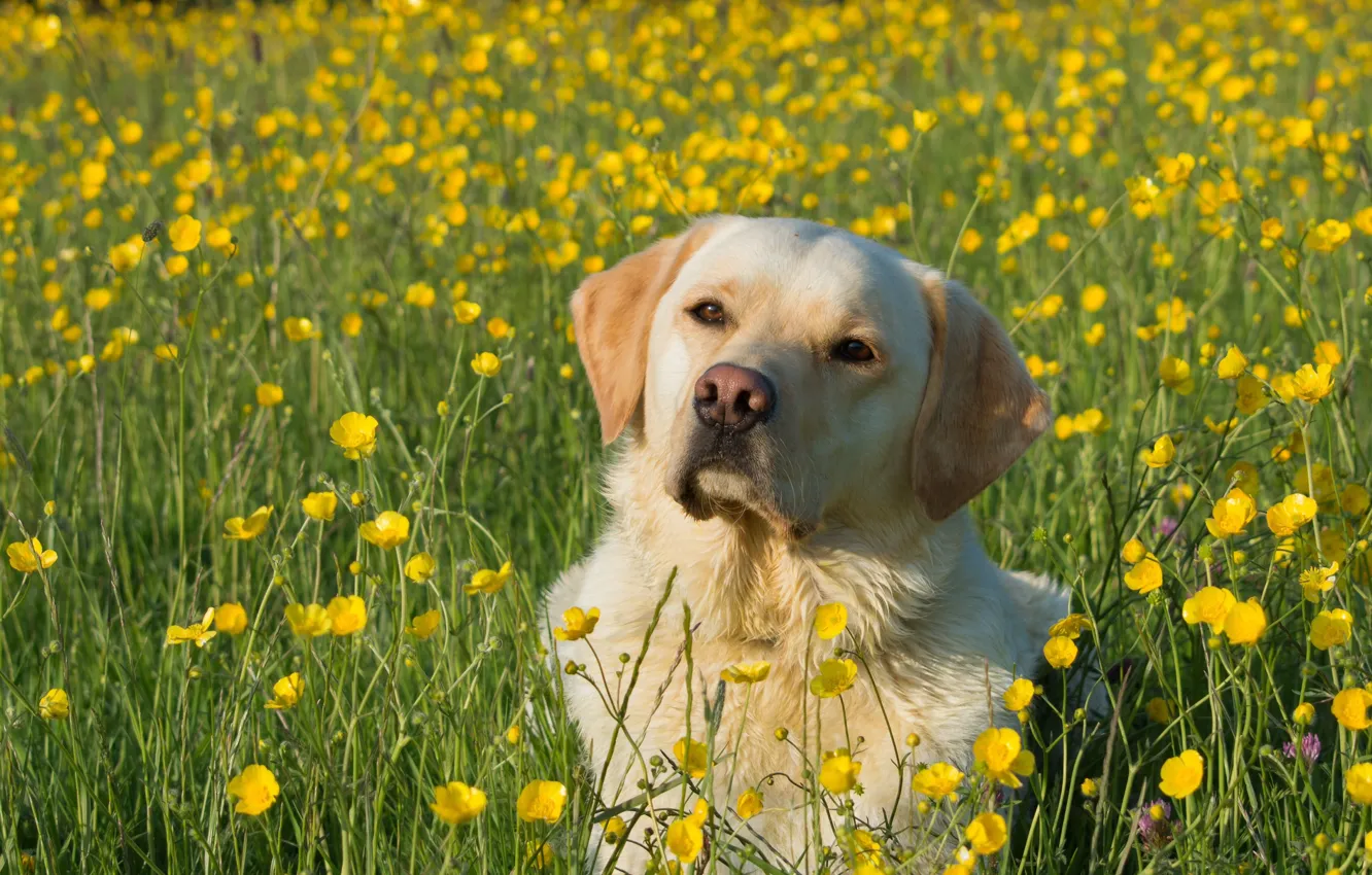Photo wallpaper flowers, dog, meadow, buttercups, Labrador Retriever