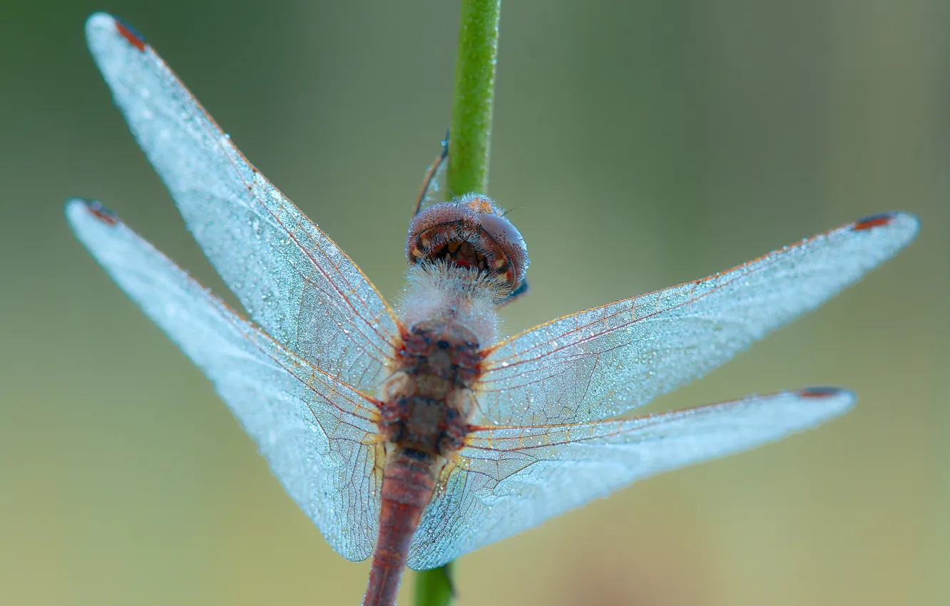 Photo wallpaper macro, dragonfly, insect