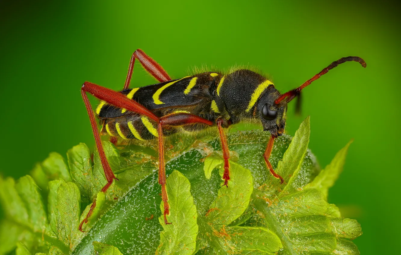 Photo wallpaper macro, beetle, insect