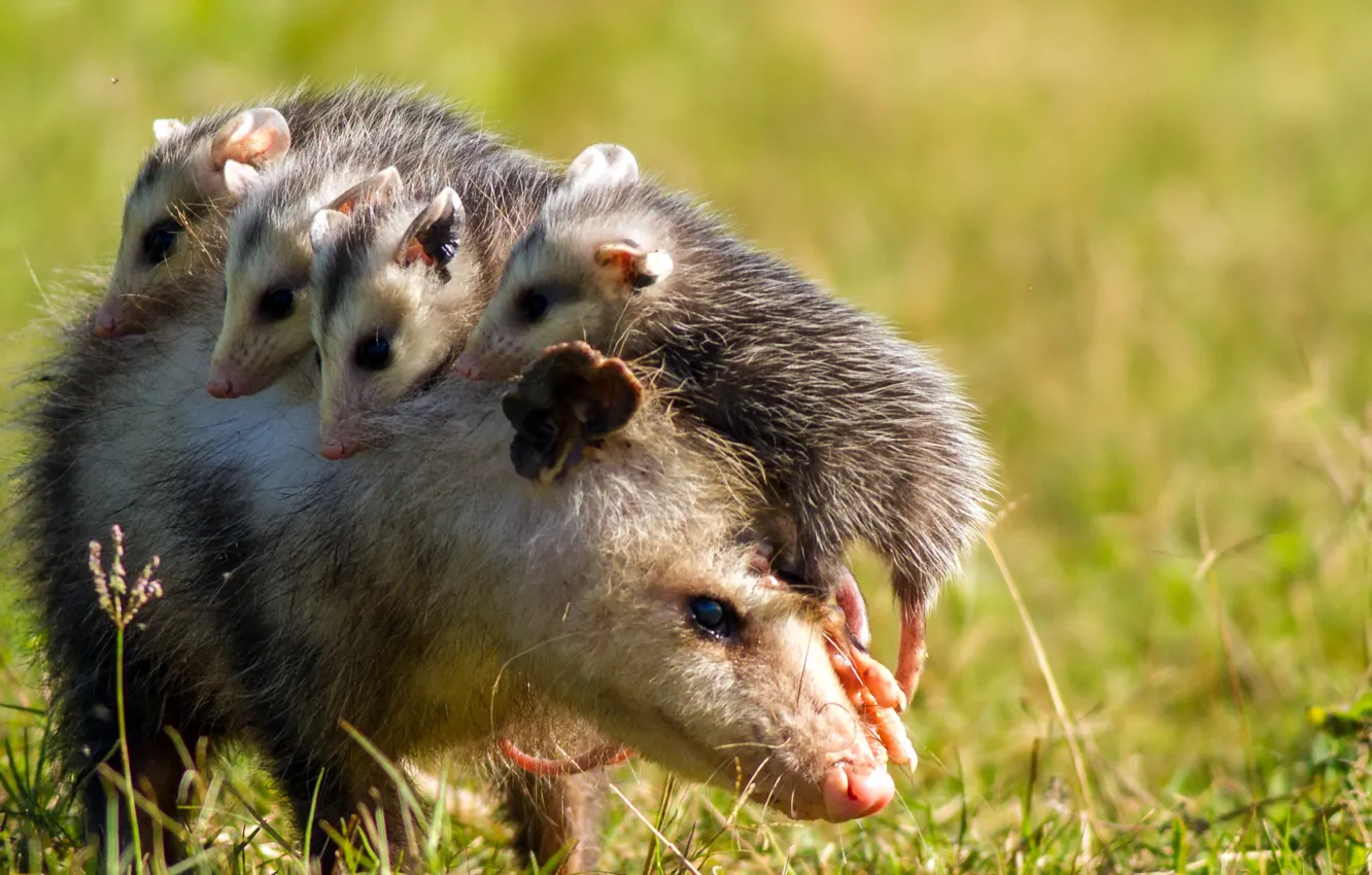 Photo wallpaper summer, nature, opossum