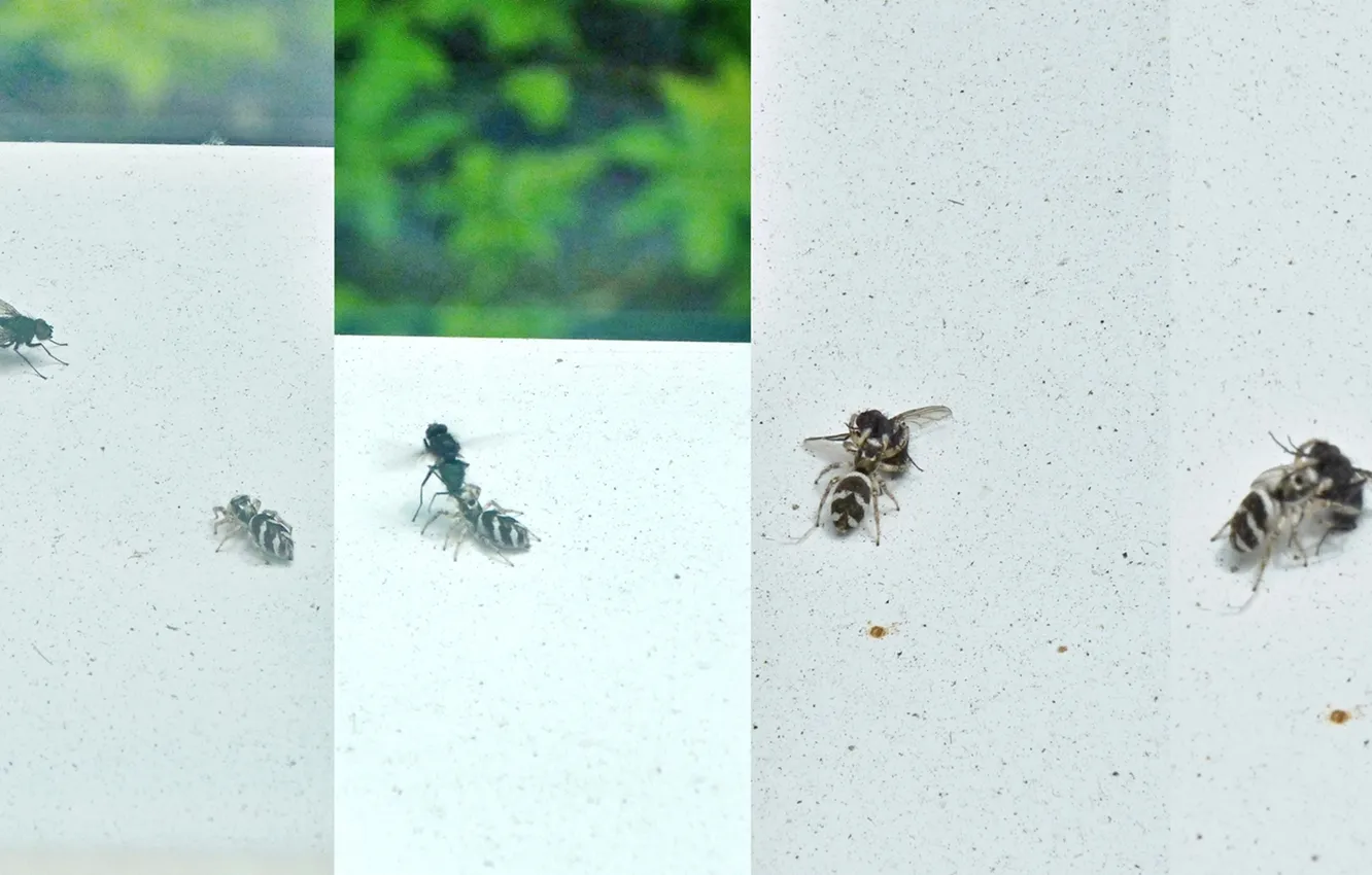Photo wallpaper fly, spider, insect, Successful hunting