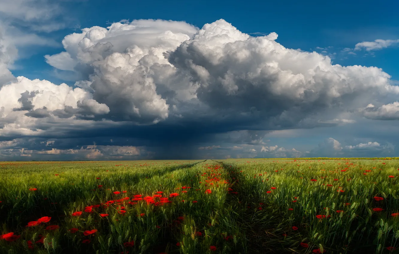 Photo wallpaper field, summer, the sky, flowers, nature, view, Maki, dal