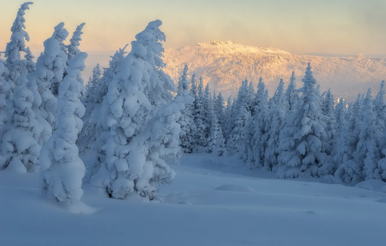Photo wallpaper winter, forest, snow, trees, landscape, mountains, nature, morning