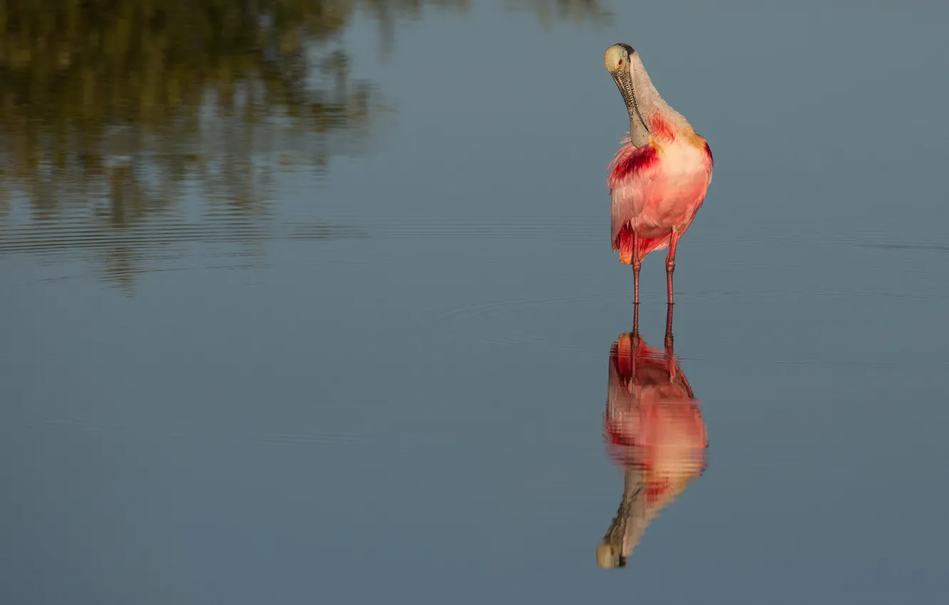 Photo wallpaper water, reflection, bird, pond, roseate spoonbill