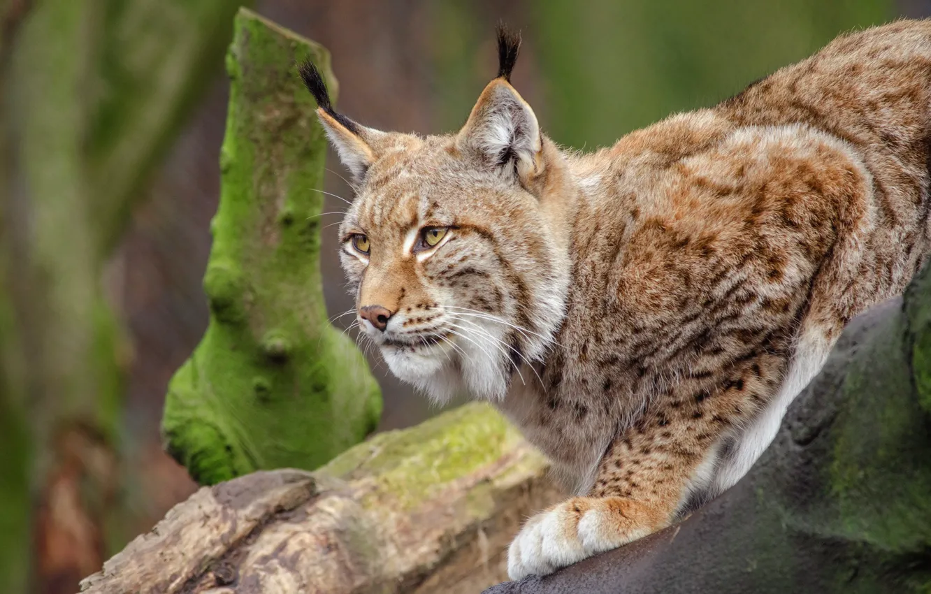 Photo wallpaper look, face, pose, background, tree, paws, lynx, wild cat
