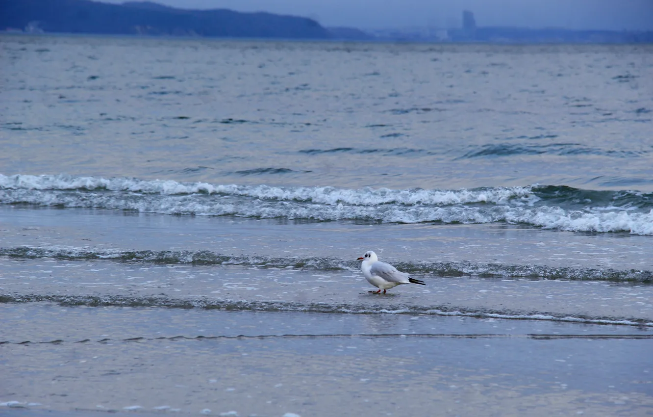 Photo wallpaper beach, sea, bird, water, seagull
