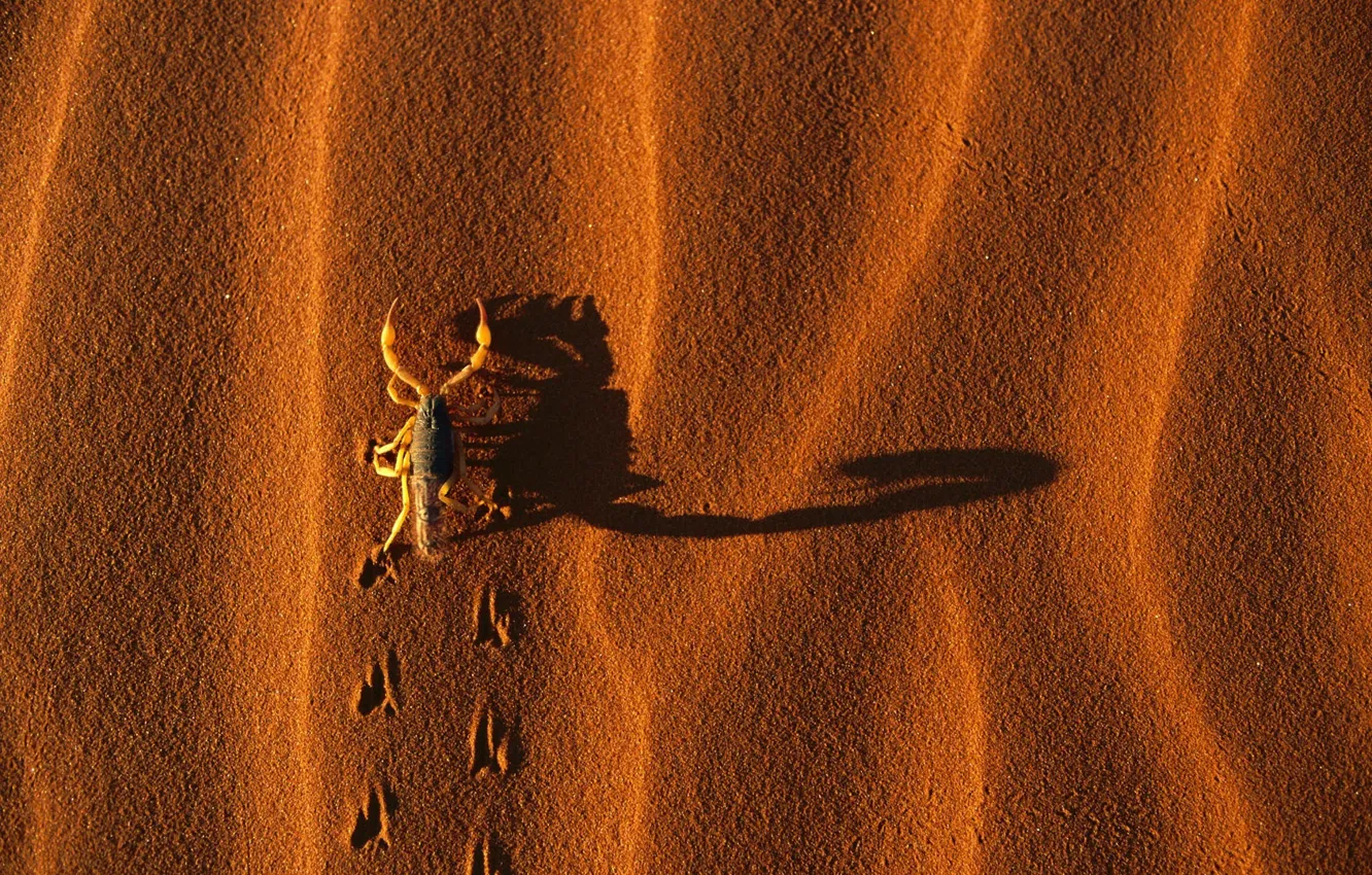 Photo wallpaper Sand, Traces, Shadow, Scorpio
