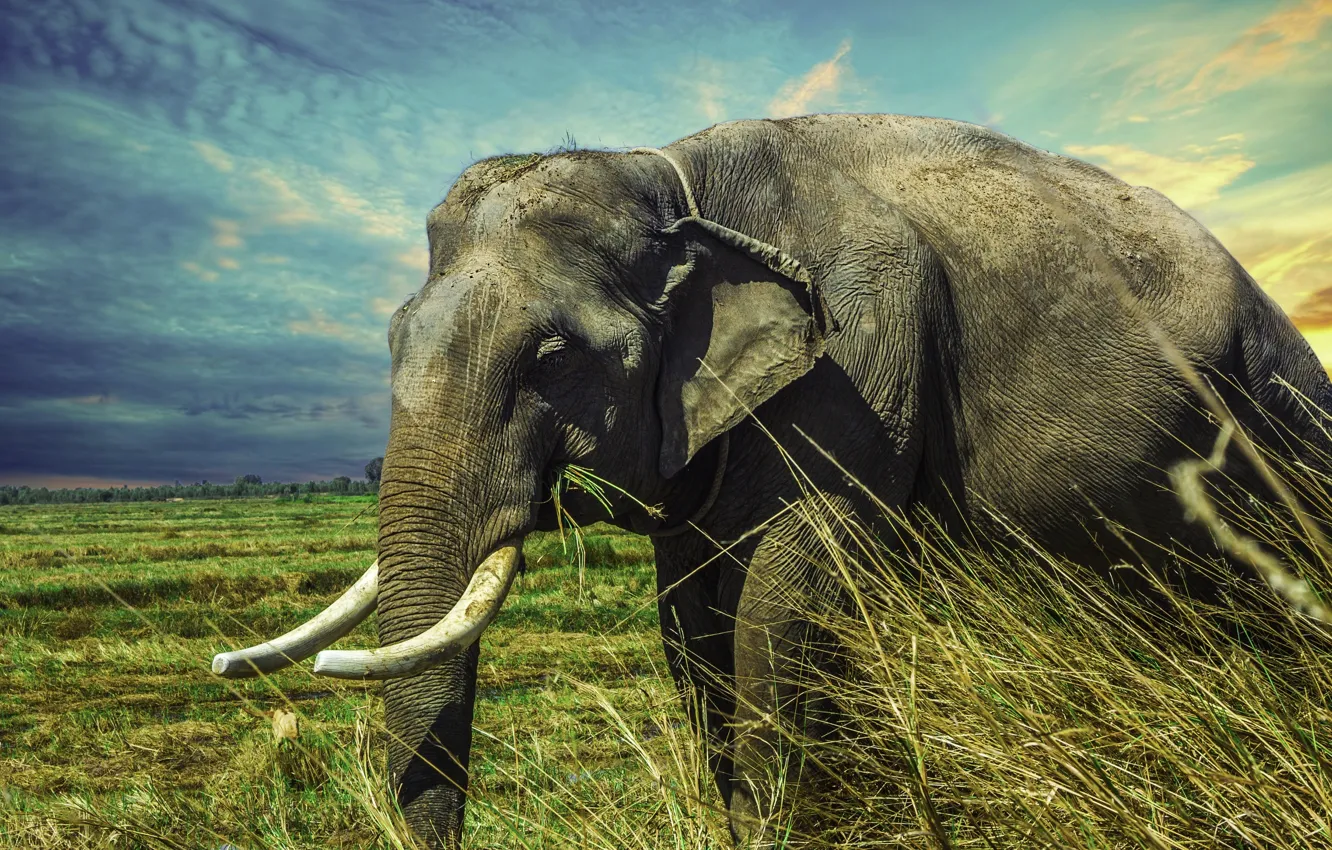 Photo wallpaper nature, elephant, Africa