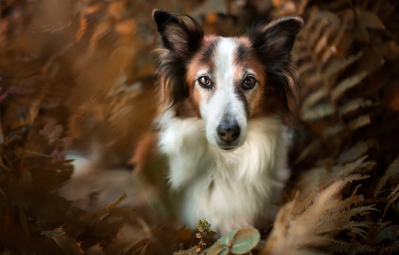 Photo wallpaper look, leaves, light, nature, pose, portrait, dog, blur