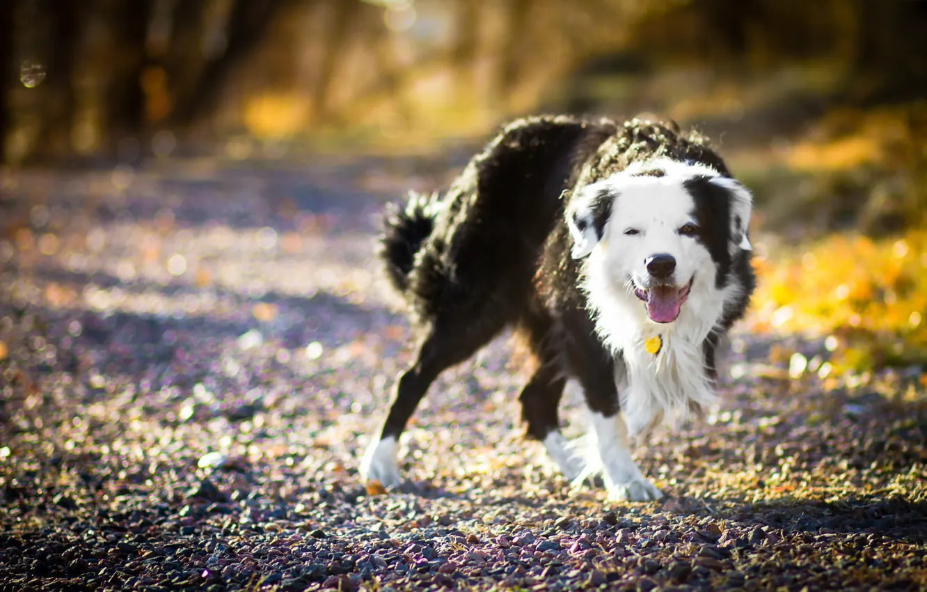 Photo wallpaper look, each, dog