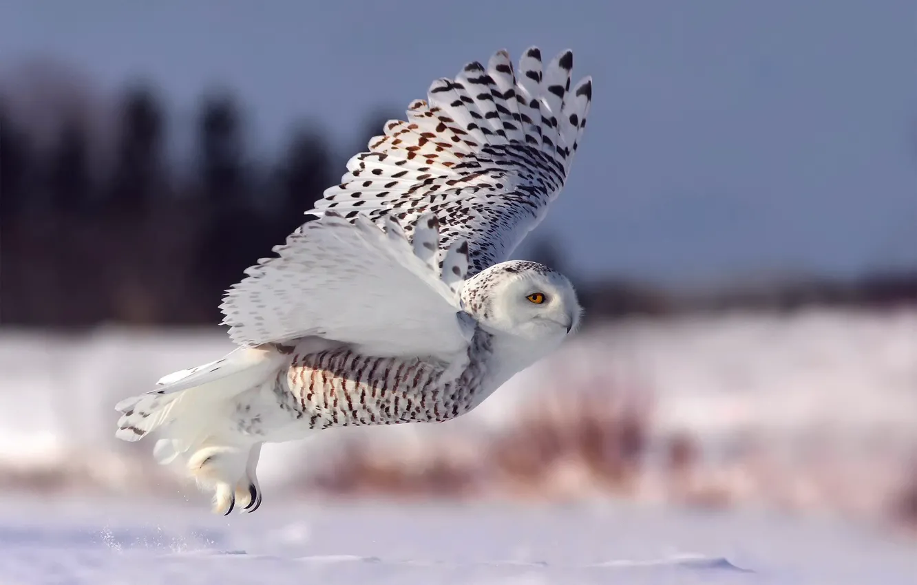 Photo wallpaper winter, snow, flight, owl, the rise, snowy owl, white owl