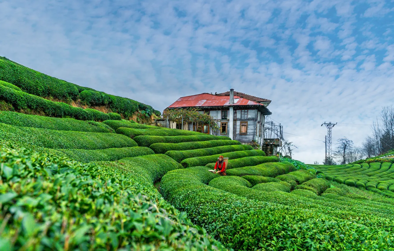 Photo wallpaper green, house, woman, tea, tea garden
