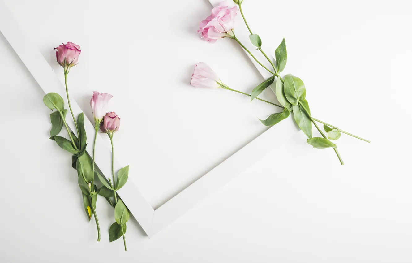 Photo wallpaper white, flowers, background, frame, pink, flowers, decor, eustoma