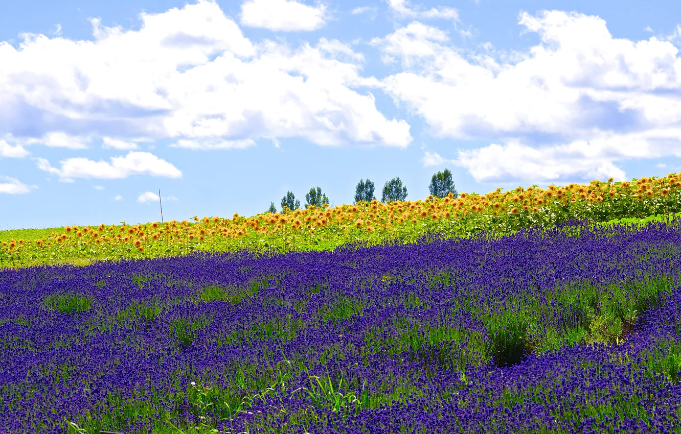 Photo wallpaper the sky, clouds, light, trees, sunflowers, flowers, yellow, blue