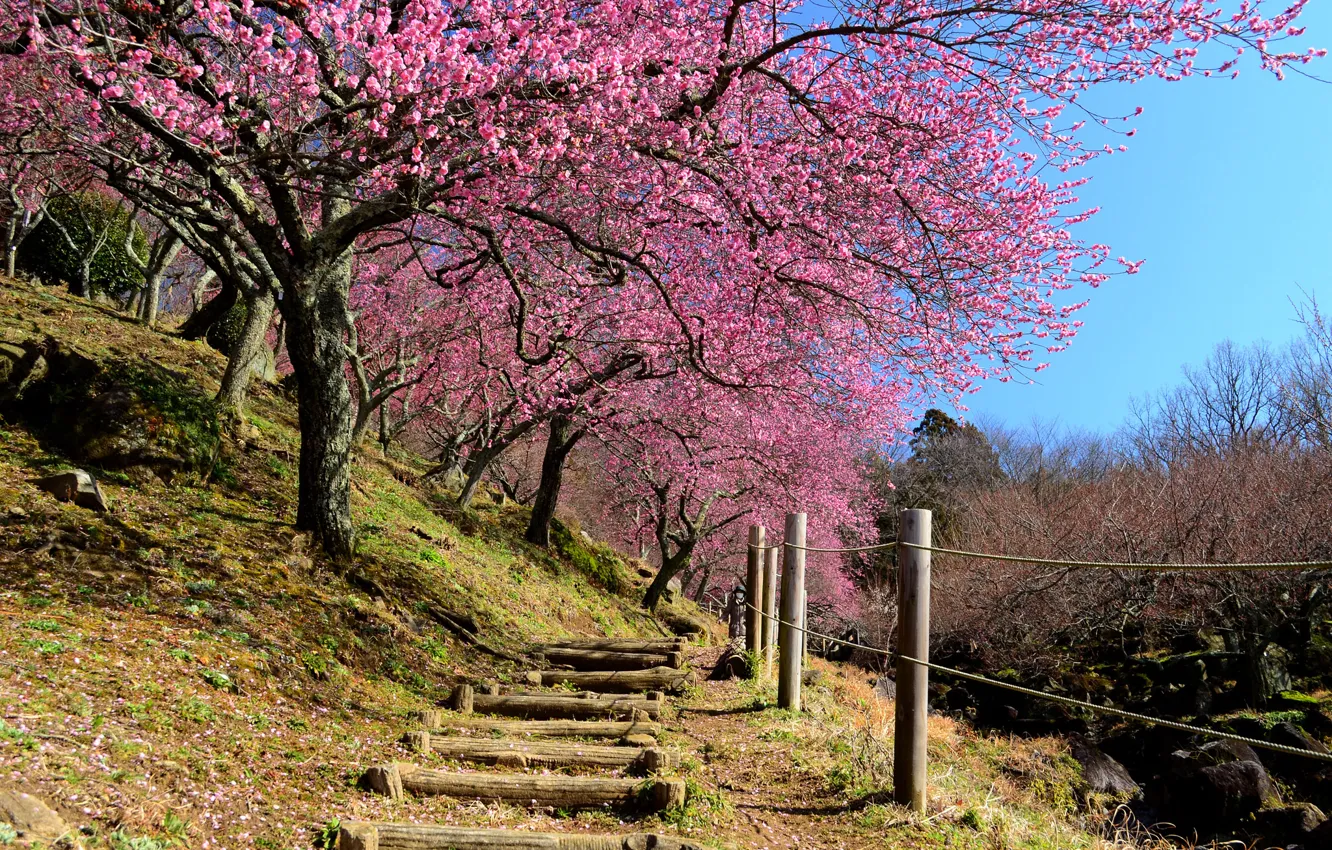Photo wallpaper the sky, the fence, spring, Japan, garden, Sakura, slope, stage