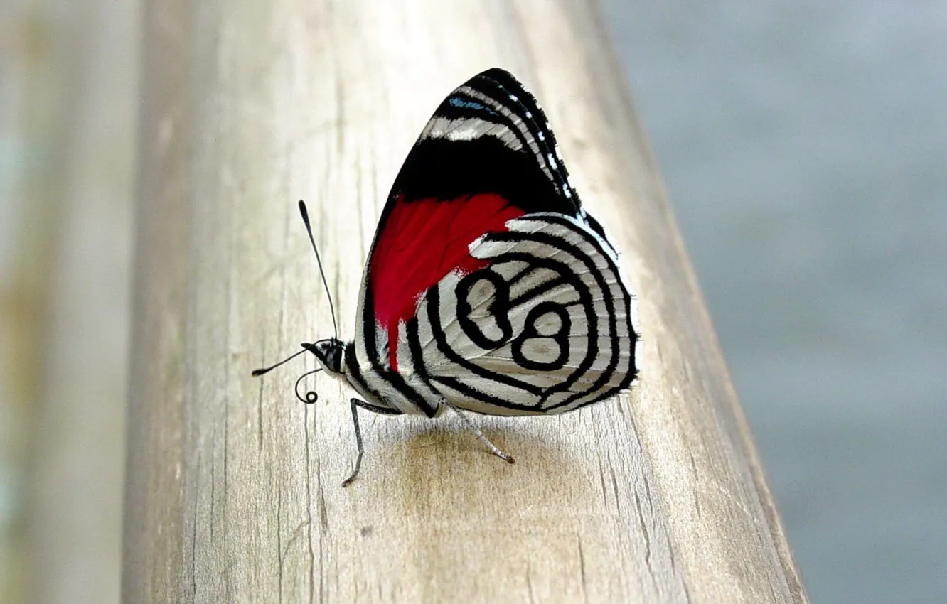 Photo wallpaper figure, Butterfly