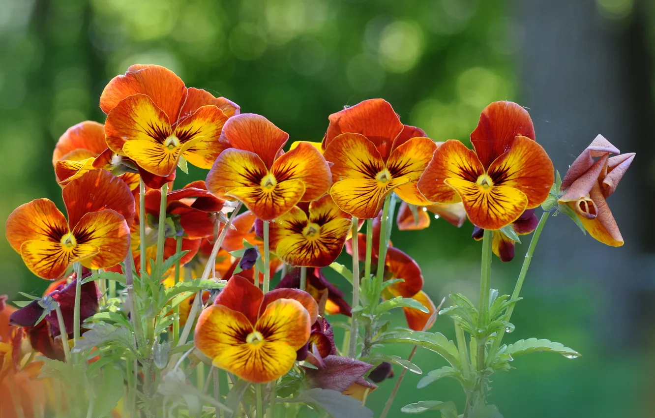 Photo wallpaper flowers, Pansy, flowerbed, yellow-orange