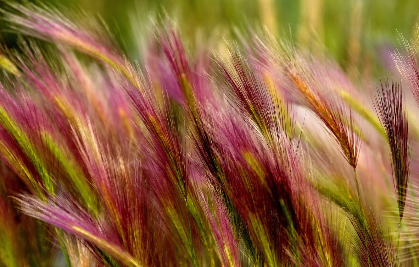 Photo wallpaper grass, Macro, spikelets, feather