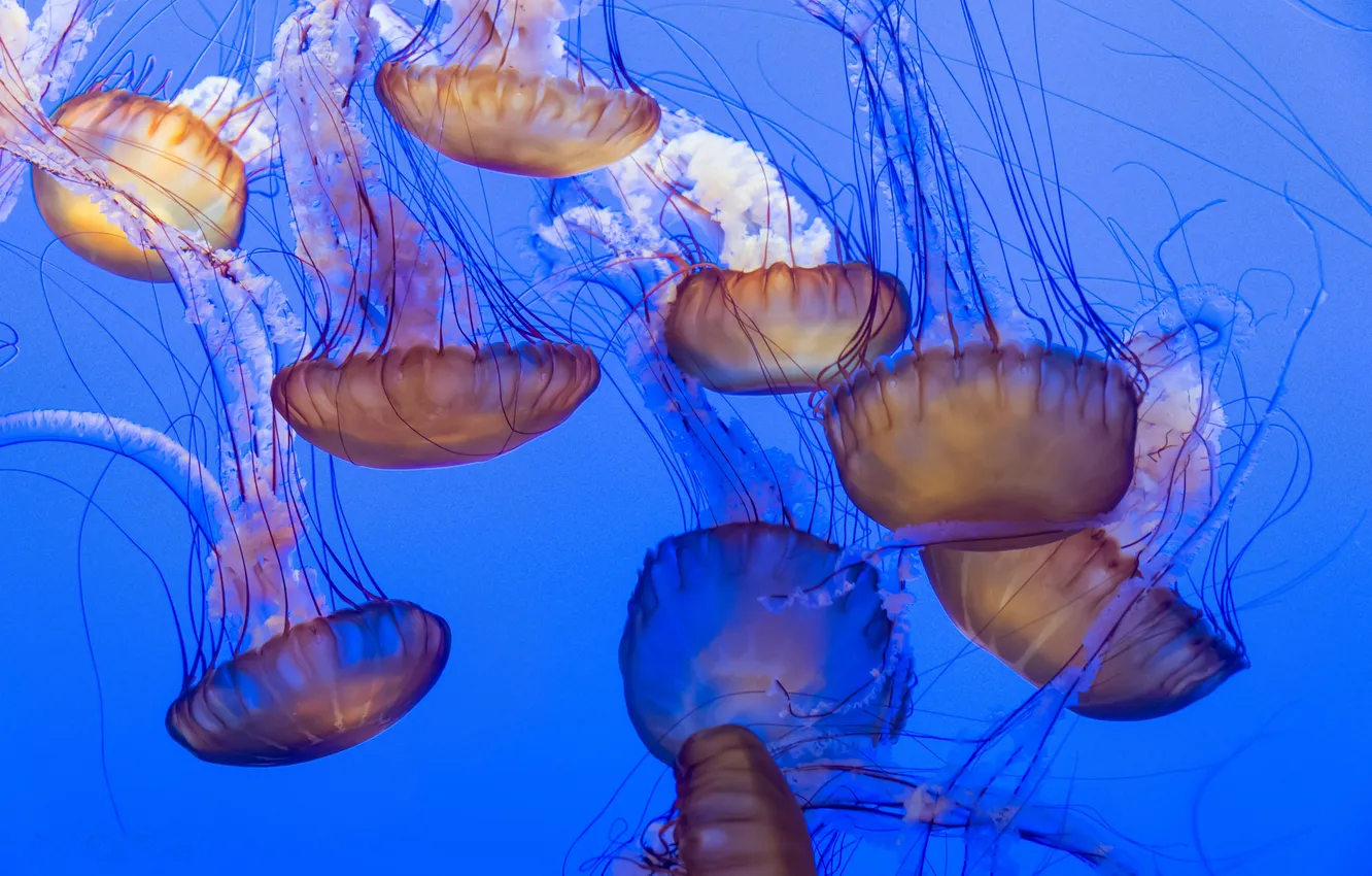 Photo wallpaper sea, the ocean, Wallpaper, jellyfish