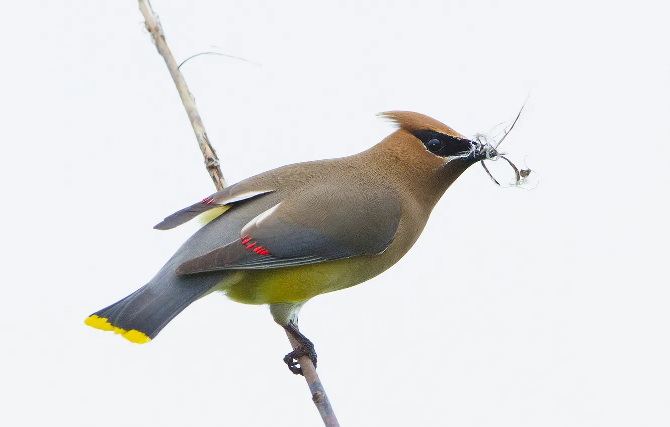Photo wallpaper branches, bird, beak, tail, the Waxwing