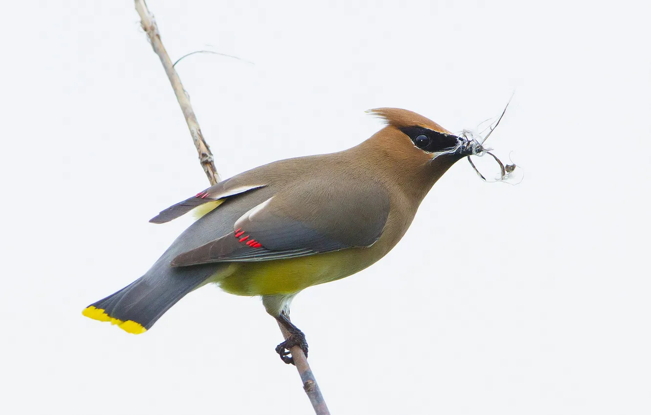 Photo wallpaper bird, branch, beak, tail, the Waxwing