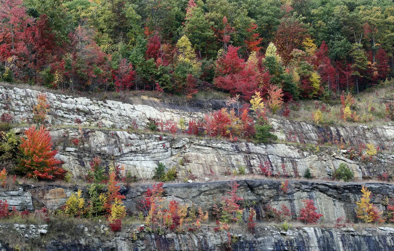 Photo wallpaper autumn, trees, rocks, slope