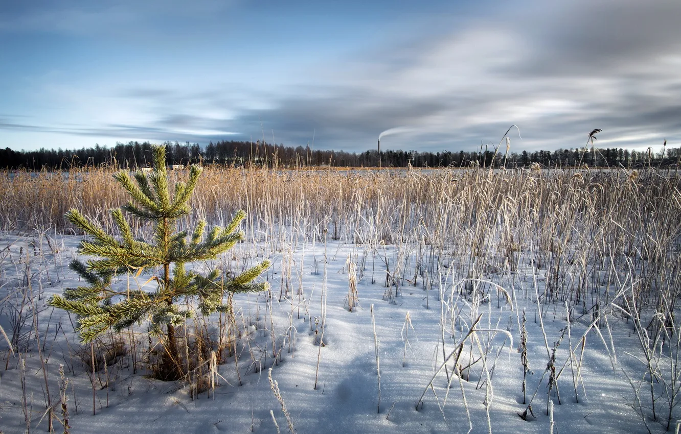 Photo wallpaper winter, field, tree