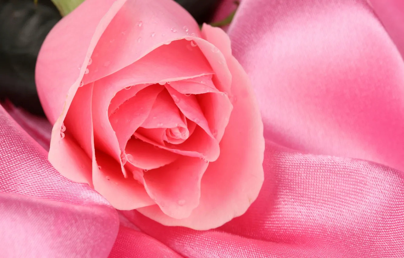 Photo wallpaper flower, drops, Rosa, pink, rose
