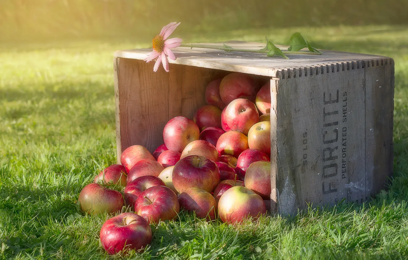 Photo wallpaper grass, flowers, apples, box
